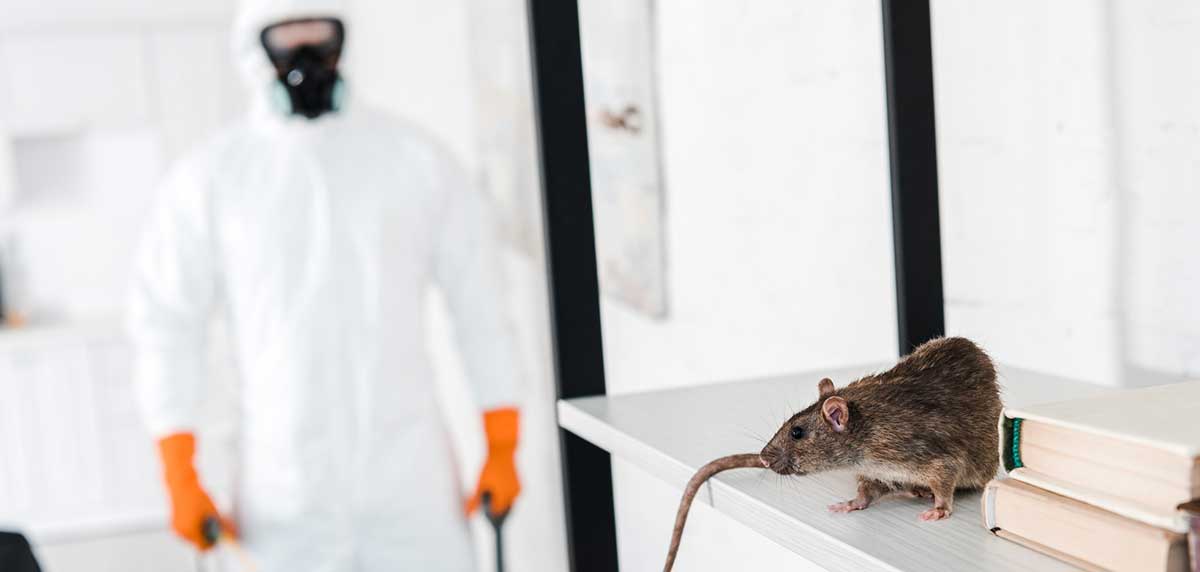enfermedades transmitidas por ratas