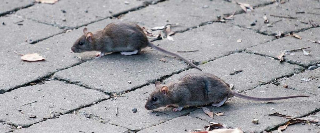 Enfermedades transmitidas por ratones, descubre las 7 más peligrosas