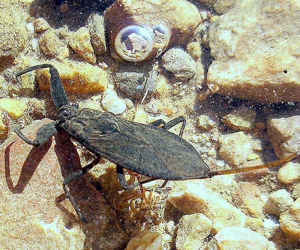 escorpión acuático