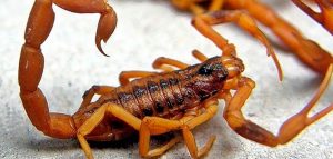 Descubre cómo se ve un escorpión con estos consejos