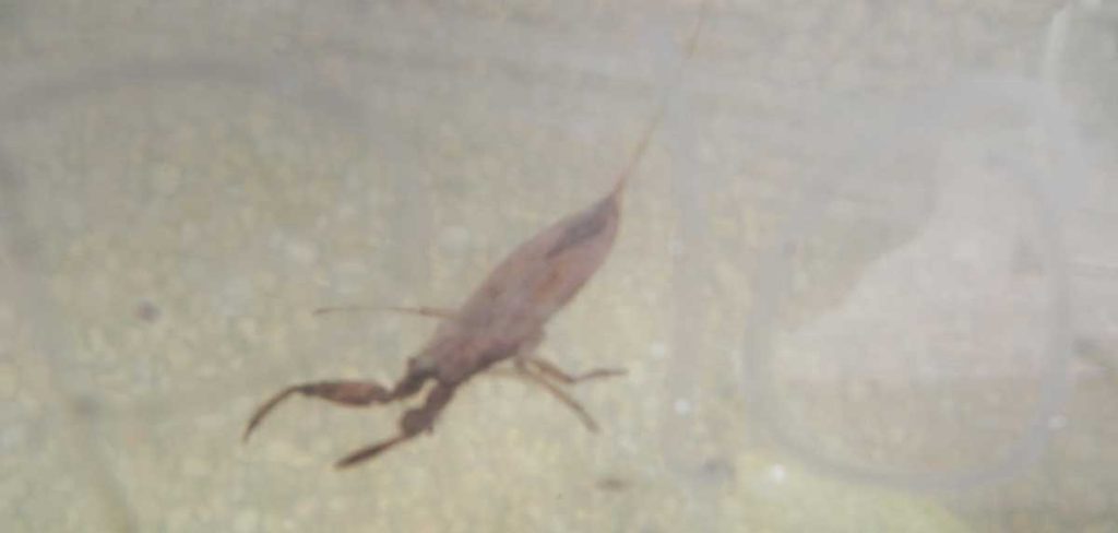 escorpión de agua