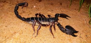 El escorpión más grande del mundo: descúbrelo aquí