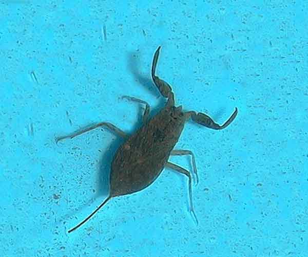 escorpión que vive en agua