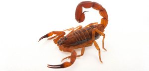 Descubre todo sobre los escorpiones: ¿Qué son y cómo identificarlos?