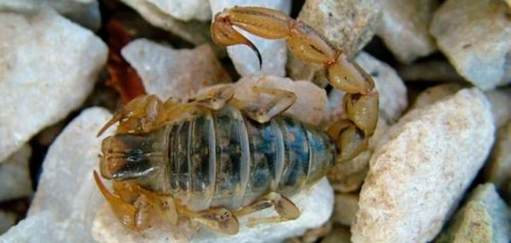Escorpiones mortales: ¿pueden matar a un ser humano?