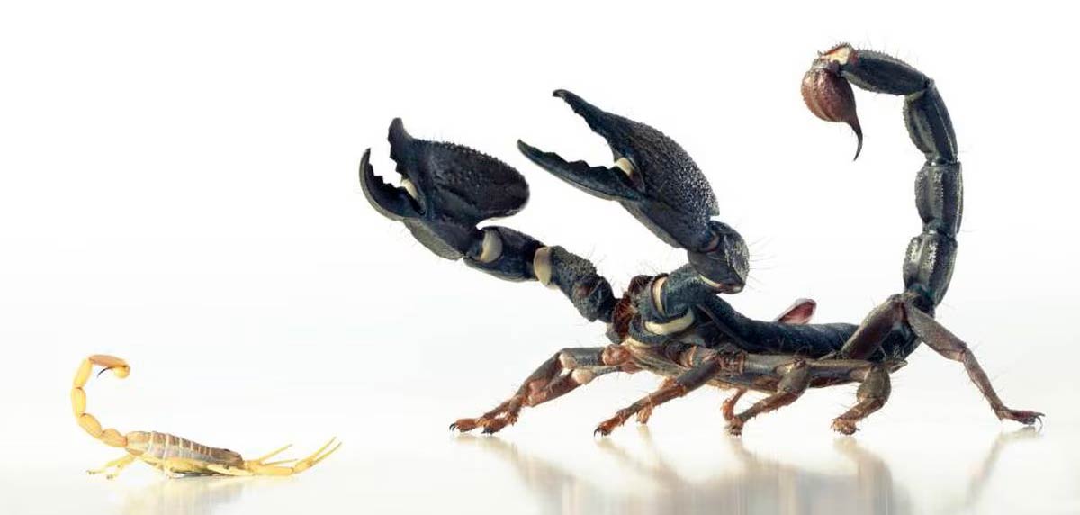 Descubre cómo se mueven los escorpiones: Guía práctica