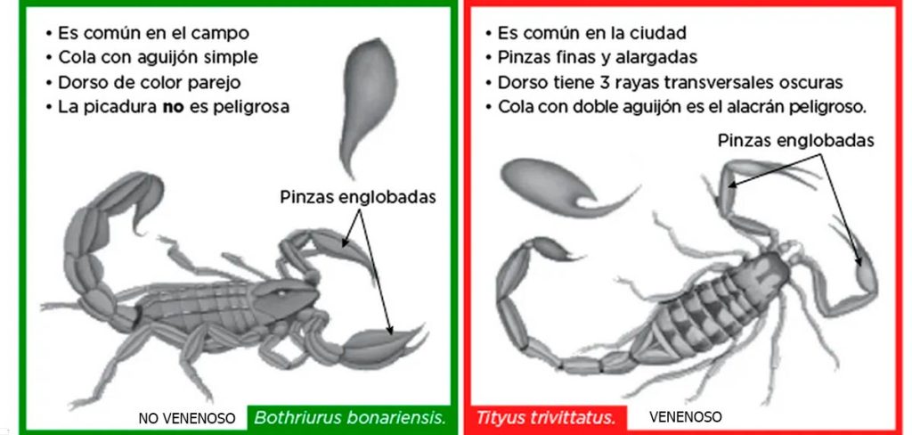 : aplicar una compresa fría o hielo en la zona de la picadura puede ayudar a reducir la hinchazón y el dolor. Buscar atención médica: en casos de picaduras de escorpiones venenosos, se recomienda buscar atención médica de inmediato, especialmente si la persona afectada es un niño o una persona mayor. El médico puede administrar antídoto y/o medicamentos para controlar los síntomas. Monitorear los síntomas: después de recibir atención médica, es importante monitorear los síntomas de la picadura, ya que en algunos casos pueden surgir complicaciones. Si los síntomas empeoran o surgen nuevos síntomas, se debe buscar atención médica de nuevo de inmediato.