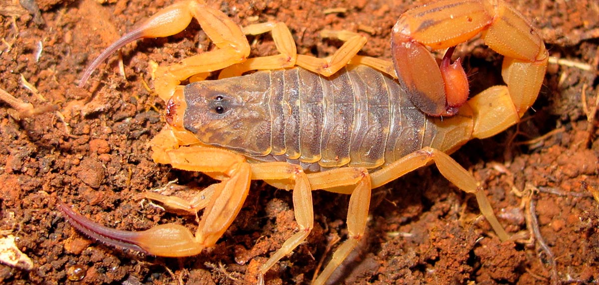 Escorpiones venenosos: ¿cuáles son las especies más peligrosas?