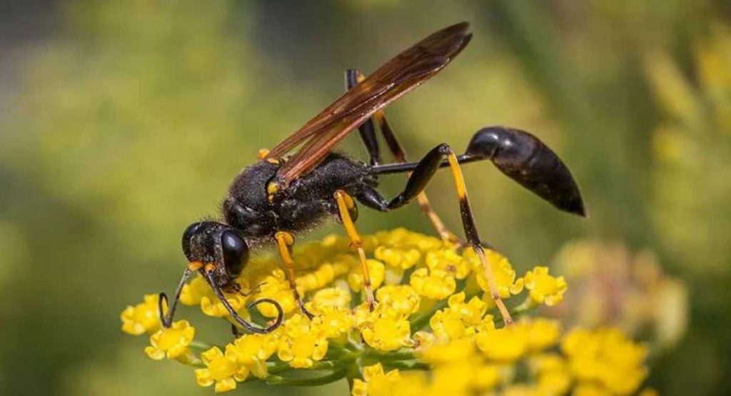 consejos para evitar avispas