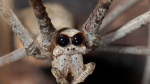 Descubre la fascinante vida de las arañas: Más allá del miedo