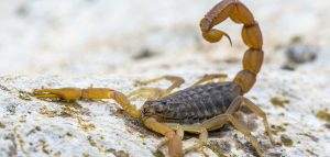 Hábitat ideal para escorpiones: descubre dónde viven