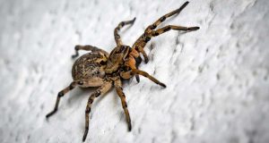 Arañas curiosas: descubre sus hábitos sorprendentes
