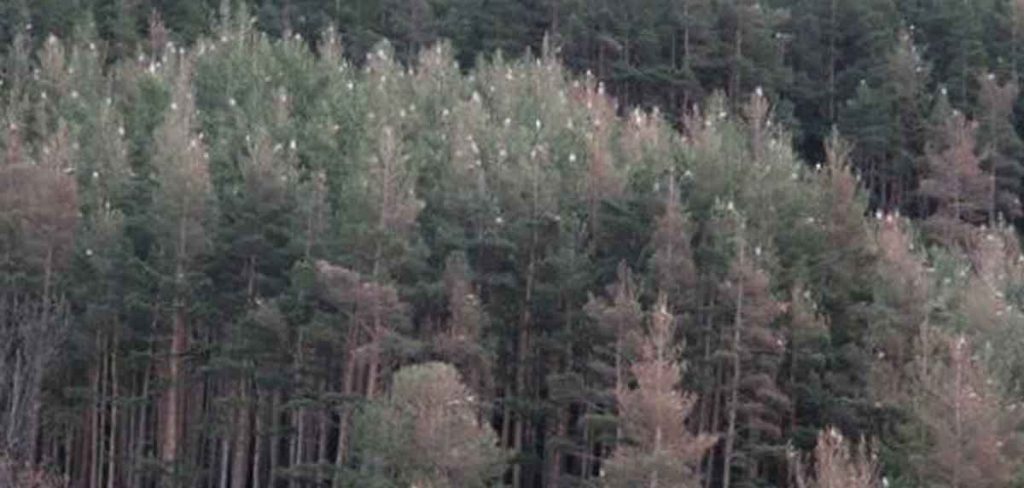 impacto de la procesionaria en los bosques