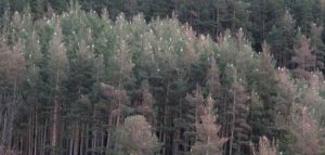 La procesionaria del pino: papel en la cadena alimentaria forestal