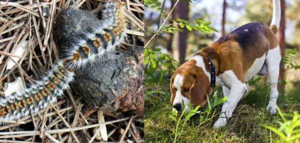 impacto de la procesionaria en las mascotas