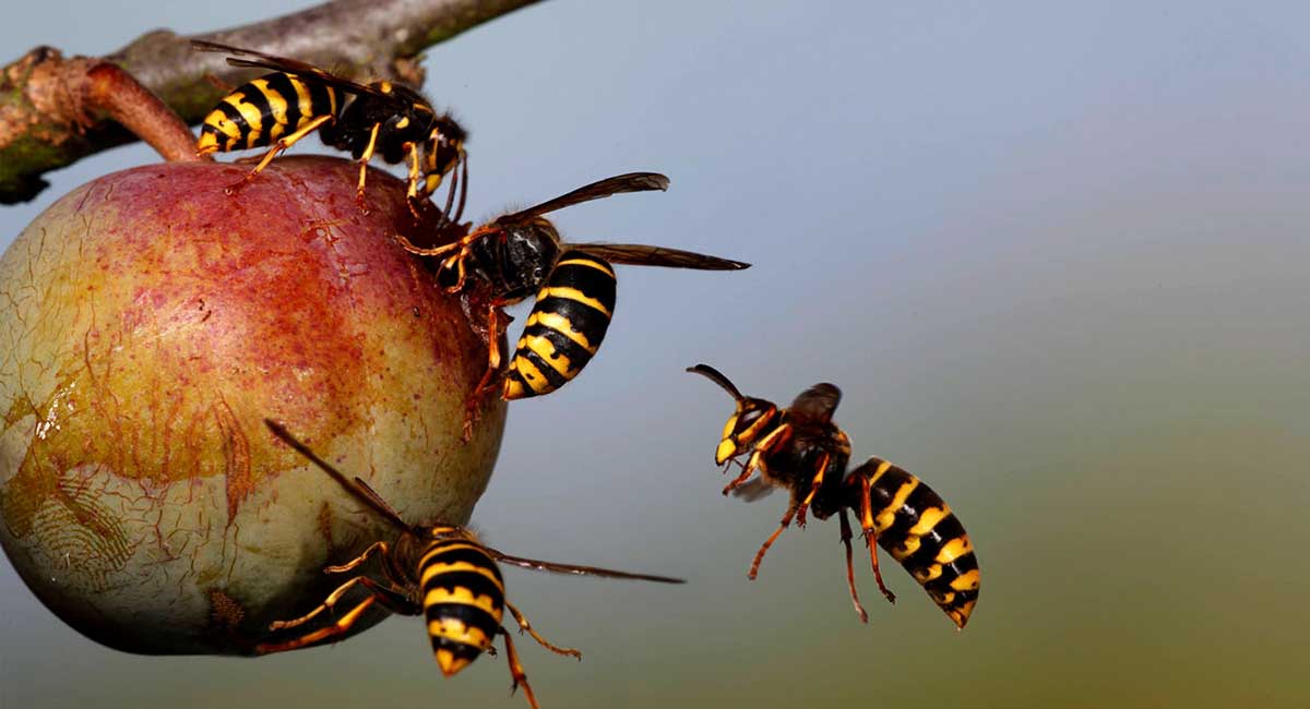 importancia de las abejas en el ecosistema