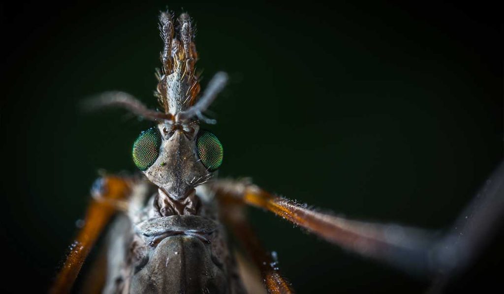 la anatomía del mosquito