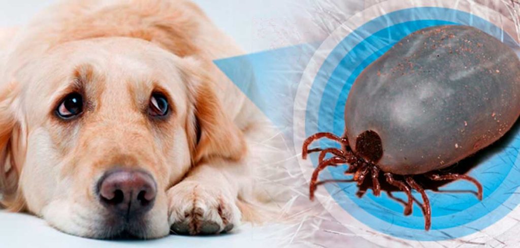 la fiebre de la garrapata en perros