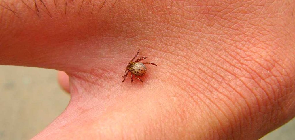 me he encontrado una garrapata en mi cuerpo