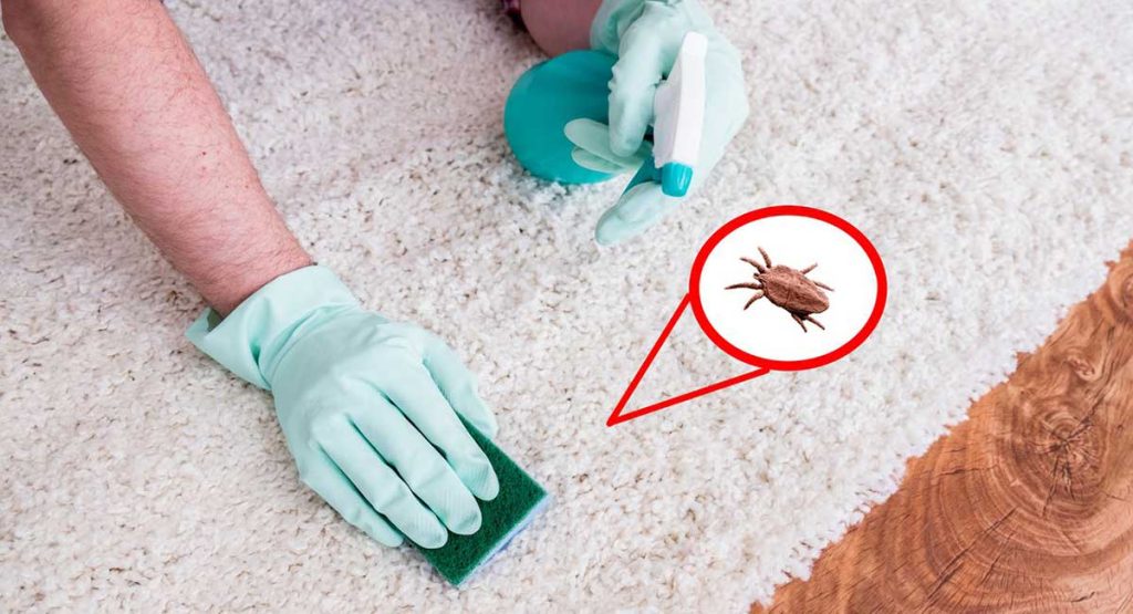 mitos y verdades sobre los ácaros