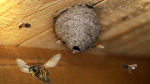 Cómo construyen las avispas sus nidos: el impresionante trabajo en equipo