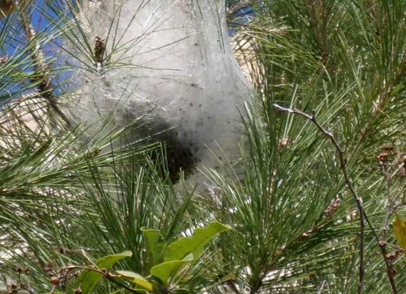 nido de la procesionaria del pino