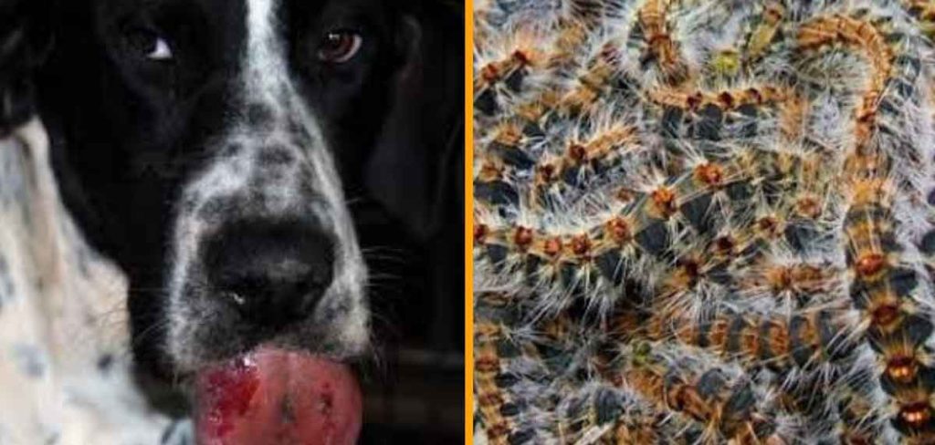 la peligrosa procesionaria para los animales