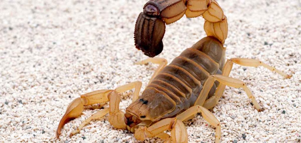 la peligrosa picadura de escorpiones