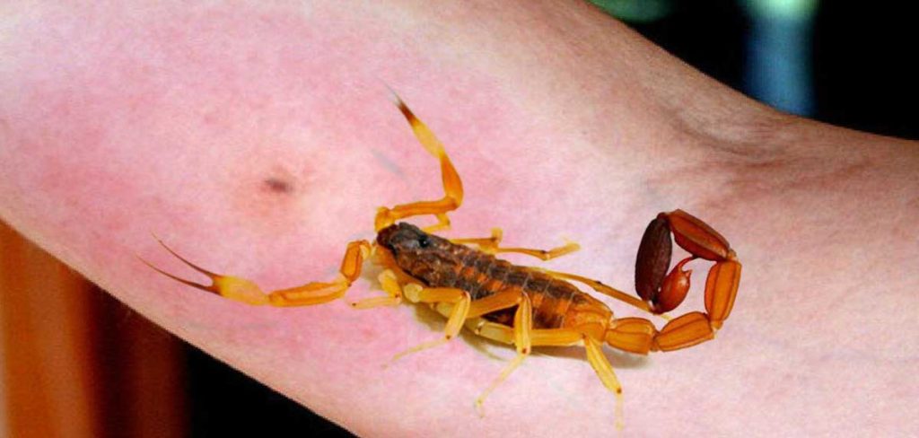 picadura mortal de un escorpión