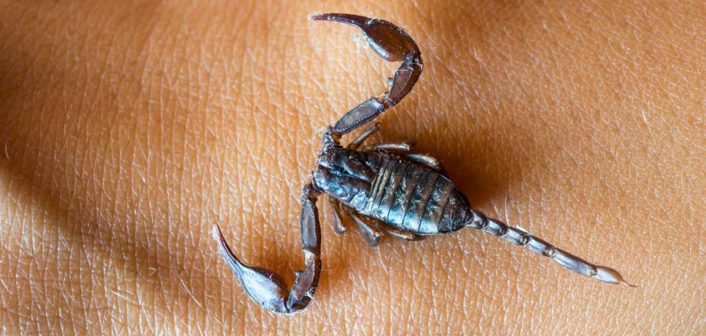 Picadura de escorpión: ¿qué hacer?