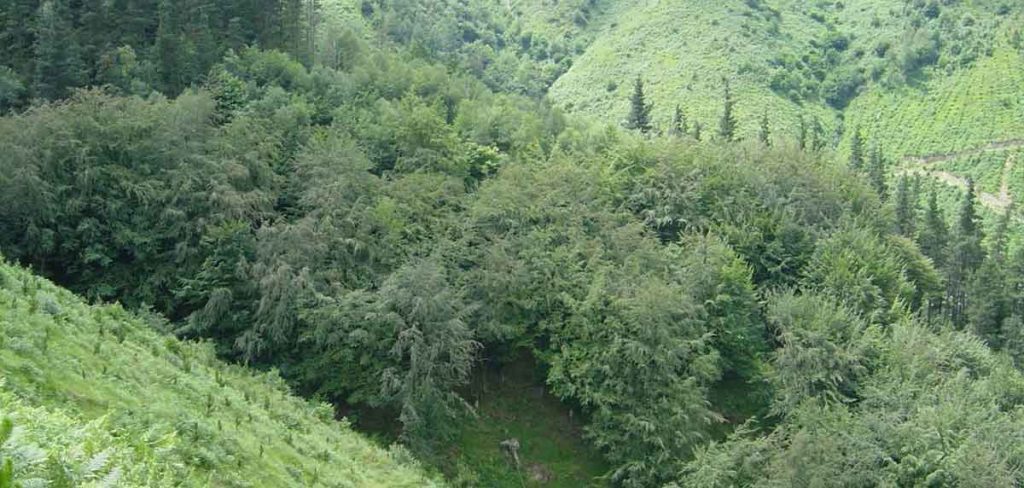 bosques de pino