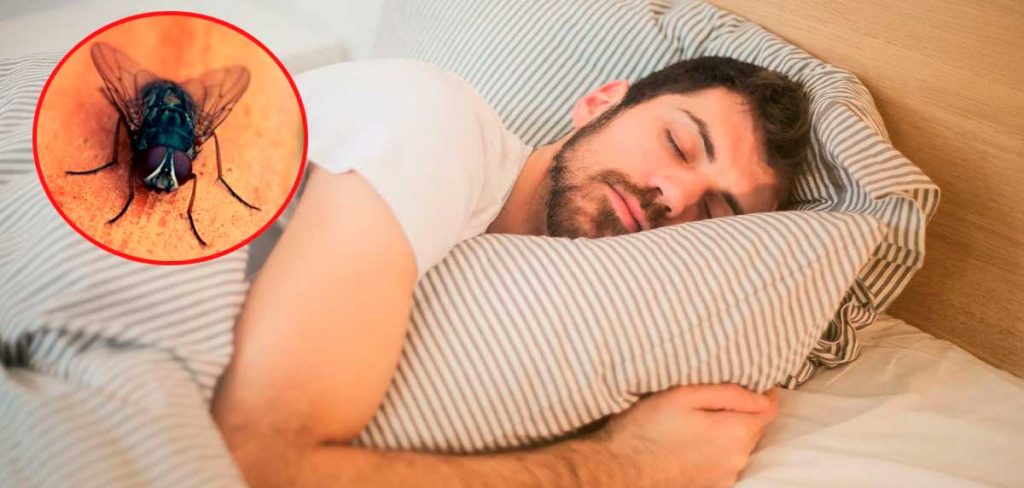 por qué las moscas se posan en ti