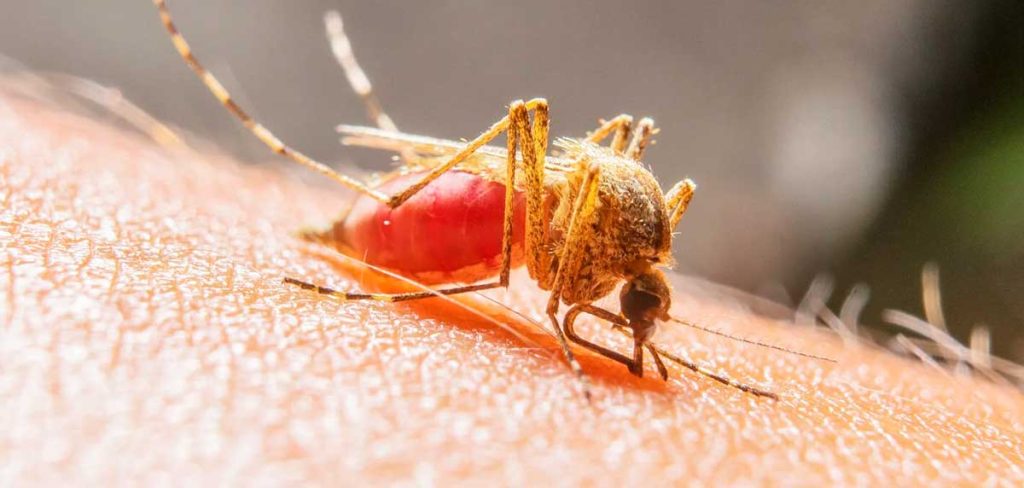 por qué los mosquitos pican