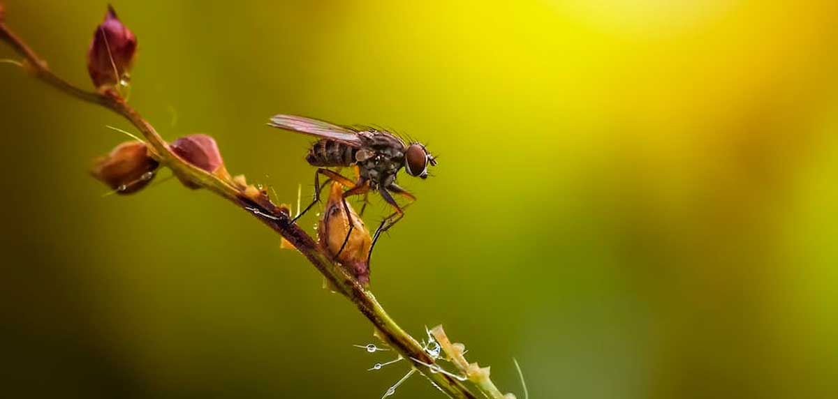 prevenir moscas en plantas