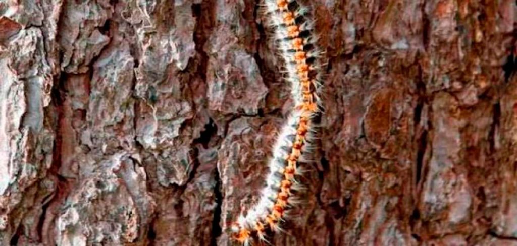 Efectos de la procesionaria del pino en la biodiversidad y ecología: ¿Cómo afecta al medio ambiente?