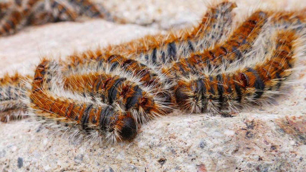 procesionaria y efecto en la naturaleza