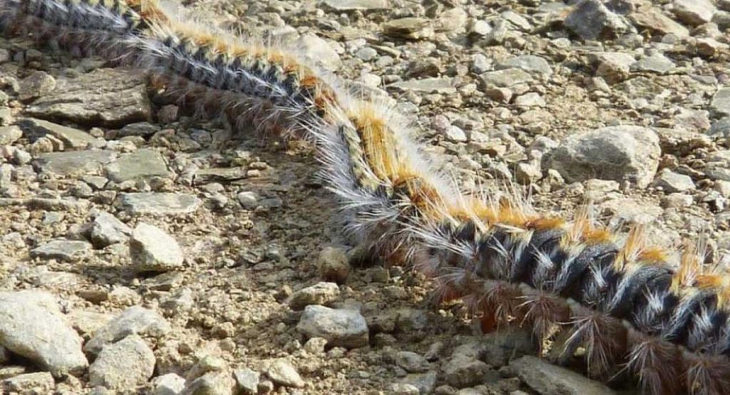 Tratamiento efectivo para picaduras de procesionaria en humanos y animales