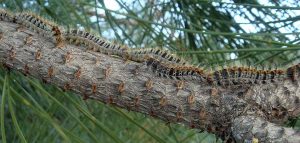 Procesionaria del pino: su relación con otras arañas