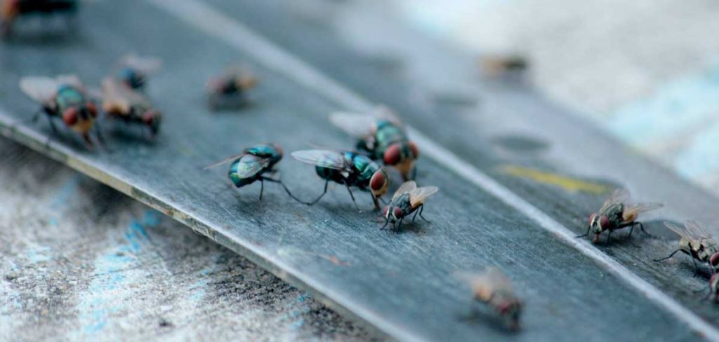proliferación de moscas