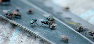 Prevención de enfermedades transmitidas por moscas: consejos efectivos