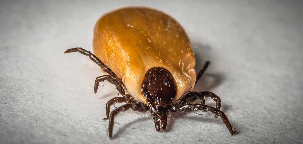 qué enfermedad transmite la garrapata