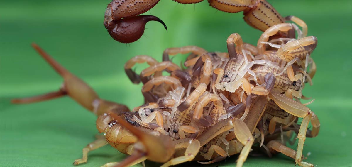 Reproducción de escorpiones: todo lo que necesitas saber