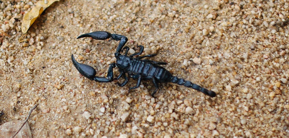 Descubre cómo se defienden los escorpiones: ¡conoce sus tácticas de defensa!