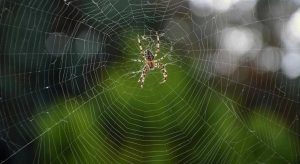 La telaraña: la obra maestra de las arañas | Descubre su fascinante mundo