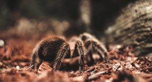 Crea tu propio terrario para arañas con estos sencillos pasos