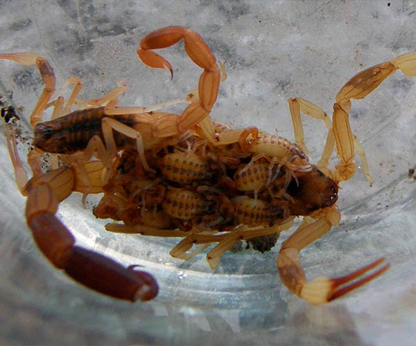 Cuánto tiempo tardan los escorpiones en alcanzar su tamaño adulto