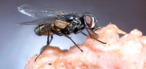 Descubre los tipos de moscas más comunes