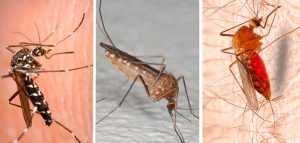 Tipos de mosquitos: guía para identificarlos