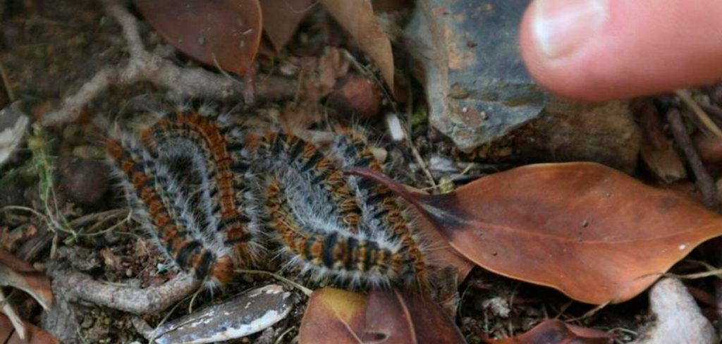 Tratamiento para síntomas de exposición a procesionaria en humanos y animales