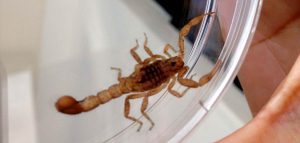 Tratamiento para picadura de escorpión: todo lo que debes saber